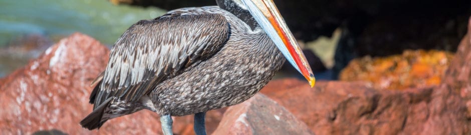Paracas National Reserve Ballestas Islands Tour