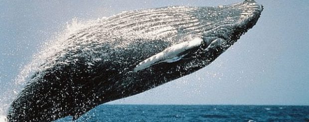 whale watching peru