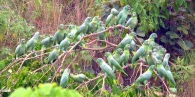 Mealy parrots Peru Amazon