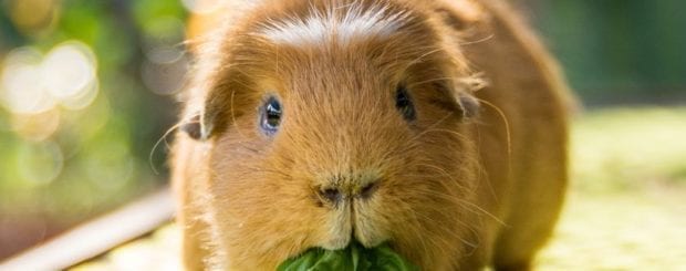 Guinea Pig in Peru