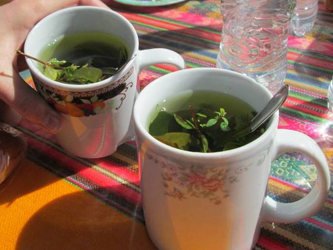 coca leaf tea