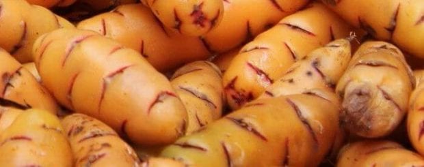 Oca from Peru