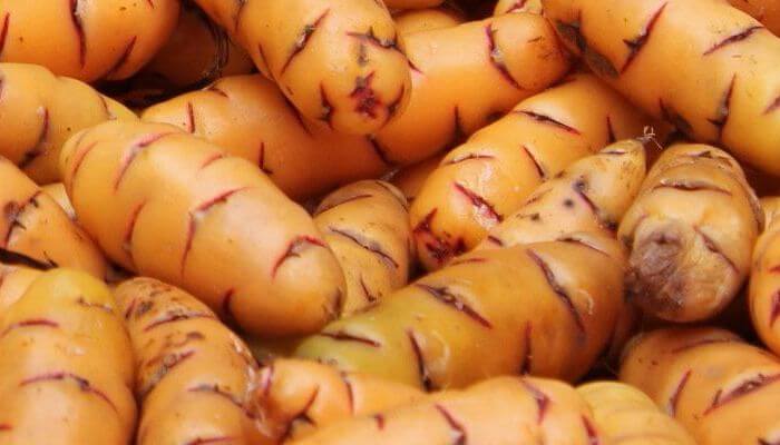 Oca from Peru