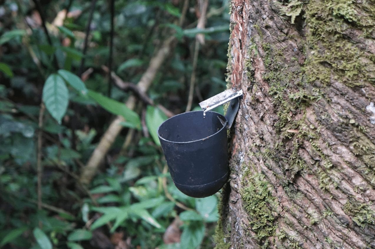 Amazon Rainforest Rubber Tree