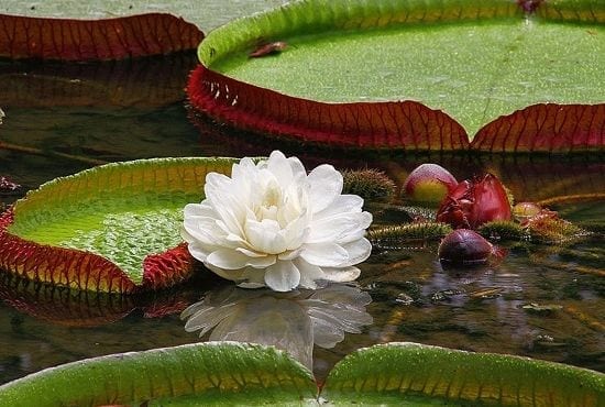 Giant water lilies in the amazon rainforest