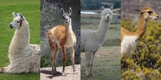 Llama, Alpaca, Vicuna and Guanaco