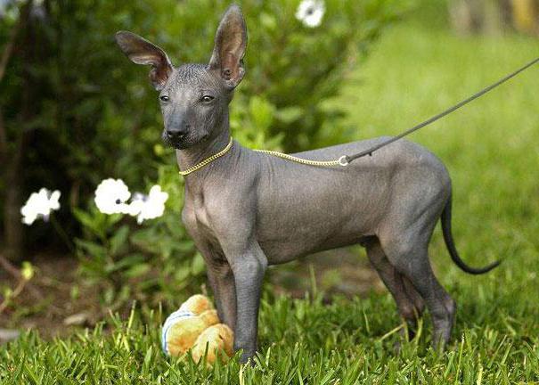 Peruvian Hairless Pup