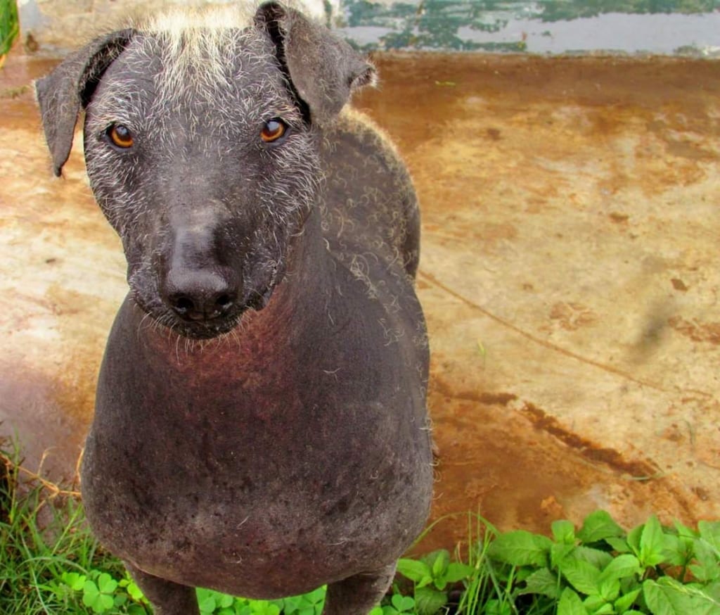 Peruvian hairless dog grooming tips
