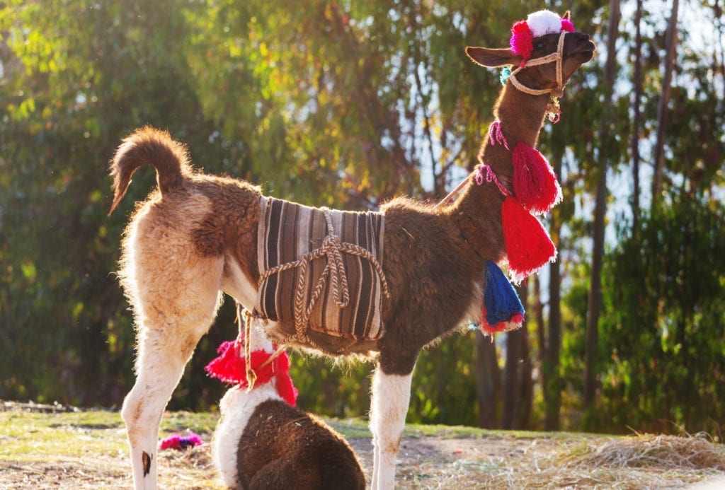 The Llama in Peru