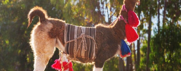 The Llama in Peru