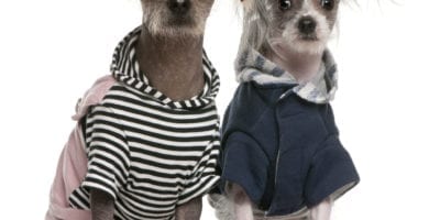 Peruvian Hairless dogs