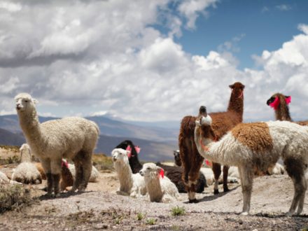 Best Tips for Peru Travel