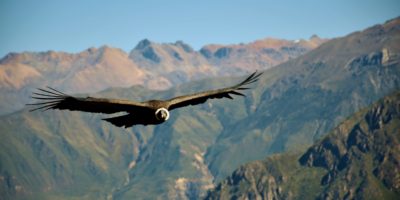 The Colca Canyon