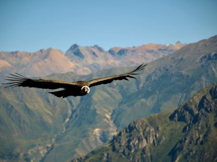 The Colca Canyon