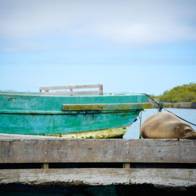 Isabela Island, Galapagos , Ecuador