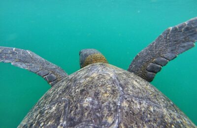 8 Day Quito and Galapagos Islands
